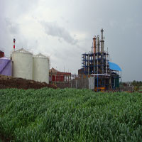 Sugar Plant